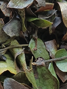 海南热带雨林黄牙木寄生茶土特产500g