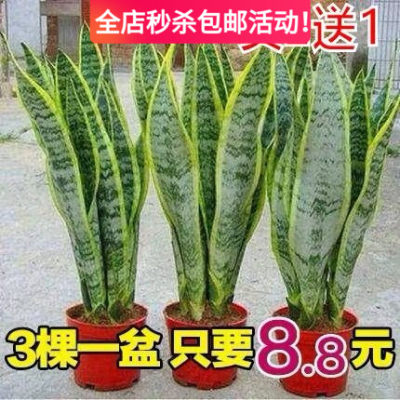 金边虎皮兰吸甲醛多肉绿植物办公室内大型花卉盆栽虎尾兰客厅北欧