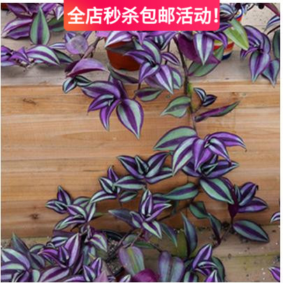 紫叶吊竹梅吊兰绿植盆栽花垂吊爬藤花卉室内桌面客厅观叶植物