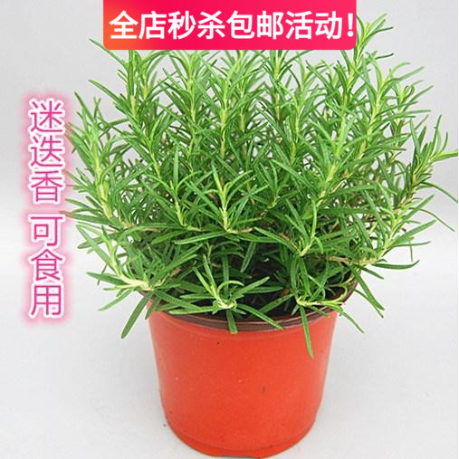 迷迭香盆栽植物迷迪香种植苗海洋之露艾菊迷迭草百里香马鞭草香草