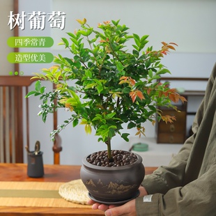 树葡萄盆栽植物室内花卉绿植好养活阳台庭院种植果树果苗四季常青