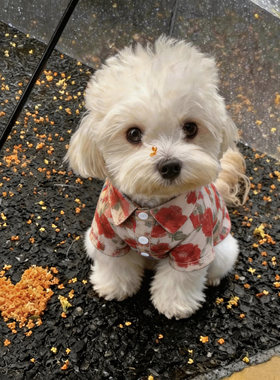 小狗衣服小型犬夏薄款小型犬夏天拍照道具花卉图案透气外出用衬衫