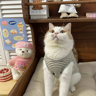 小猫衣服薄款夏季条纹猫咪专用两脚衣夏德文猫夏季幼猫小猫防掉毛