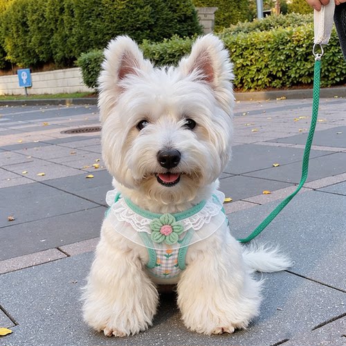 狗狗牵引绳马尔济斯泰迪外出遛狗绳蕾丝花边背心式胸背夏小狗专用