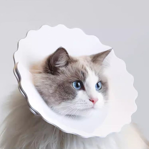 缅因猫绝育圈伊丽莎白圈小奶猫布偶猫专用项圈围脖防抓防挠耻辱圈