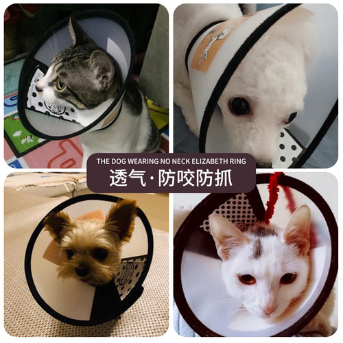 防舔咬绝育小泰迪伊利沙白猫咪