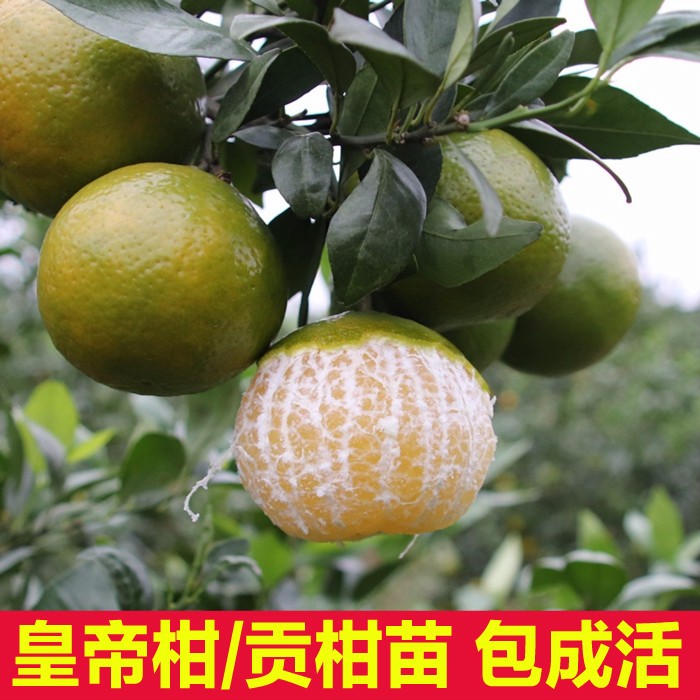 皇帝柑树苗柑橘当年结果