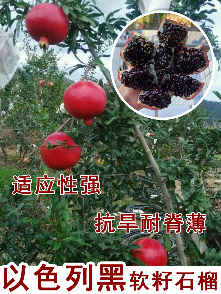以色列黑软籽石榴盆栽酸石榴树庭院种植南方北方当年结果果树果苗