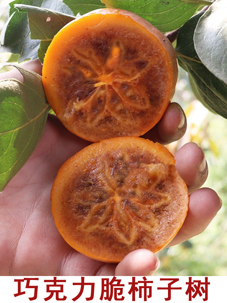 巧克力柿子树苗嫁接黑柿苗脆甜庭院盆栽北南方种植当年结果果树苗