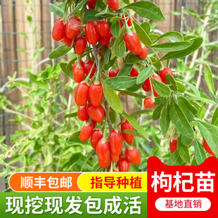 枸杞树苗黄枸杞地栽盆栽宁夏红黑枸杞南北方食用保健蔬菜阳台庭院