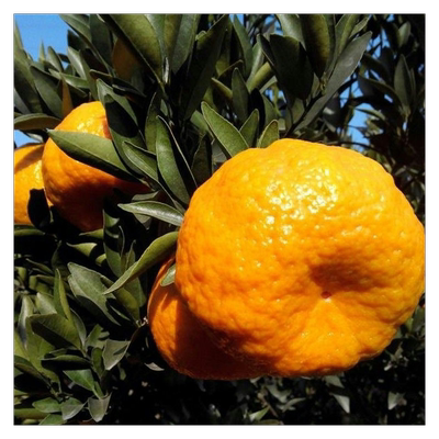 大果椪柑树台湾85-1巨型椪柑苗无核碰柑嫁接芦柑桔子树苗当年结果