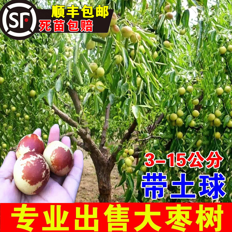 枣树活苗特大北方南方盆栽地庭院当年结果金丝冬大枣树苗果苗带土