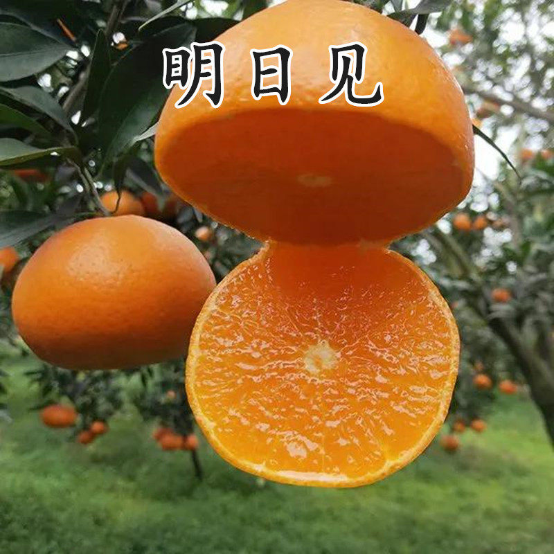 日本明日见柑橘阿斯蜜兴津58号阿思密苗爱媛34号甘平苗桔橘子树苗