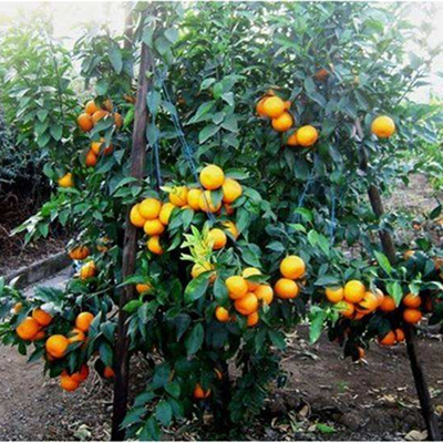 爱媛红美人柑橘早熟柑橘嫁接