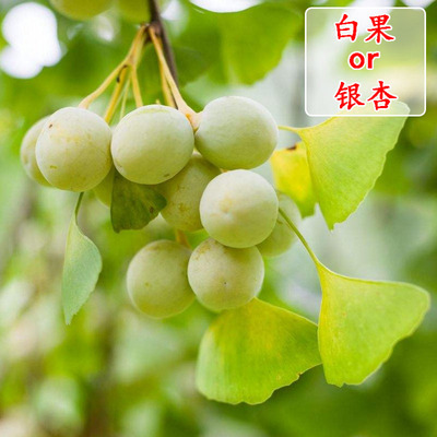 银杏树活苗大树庭院结果白果苗南北方地栽盆栽种植特大果树苗