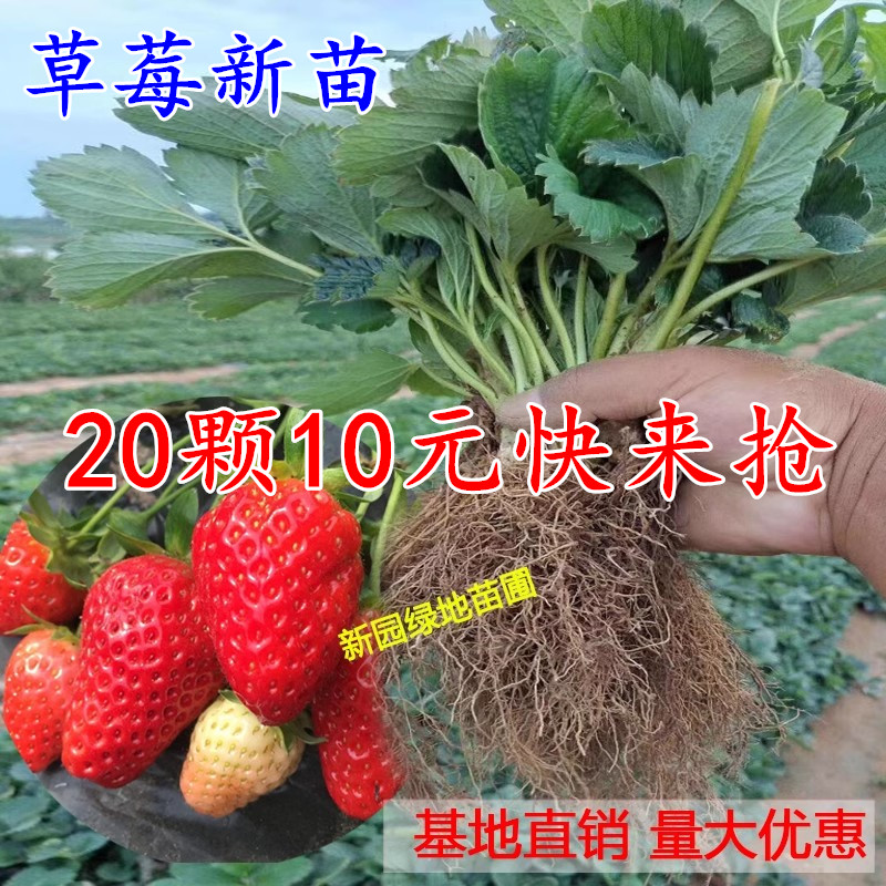 四季草莓苗当年结果奶油