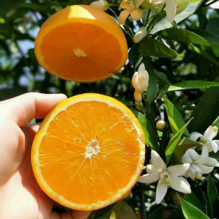 橙子苗脐橙树苗秭归伦晚脐橙苗血橙苗夏橙苗赣南脐橙树苗当年结果