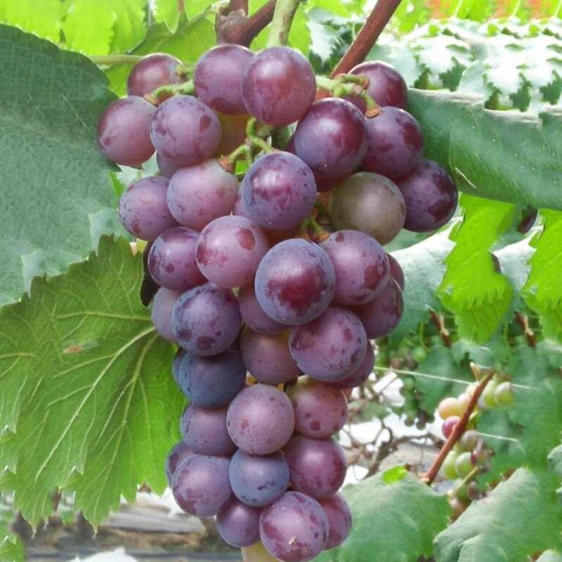 藤稔[乒乓球]葡萄苗当年结果庭院抗寒爬藤南北方种植品种葡萄树苗