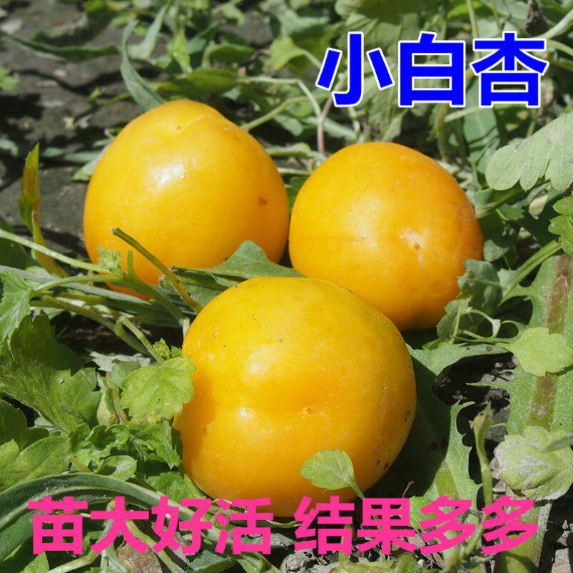 新疆小白杏树苗 嫁接杏子苗 南方北方种植果树 小白杏子苗 杏树