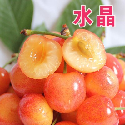 黄水晶樱桃苗嫁接樱桃树苗南北方种植盆栽地栽特大矮化树当年结果