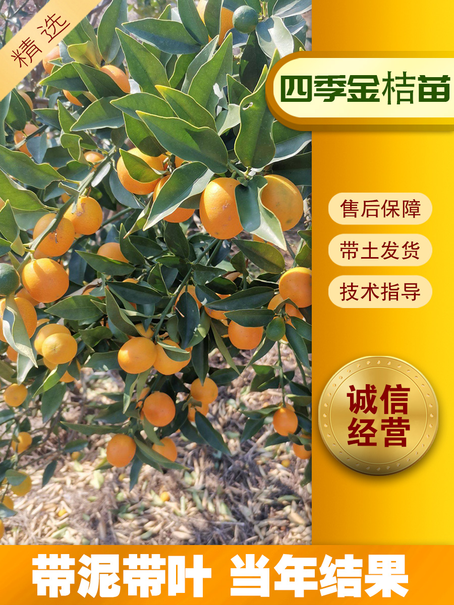 四季桔四季金桔四季橘年桔小橘子招财桔脆皮桔长安桔树小金桔树苗