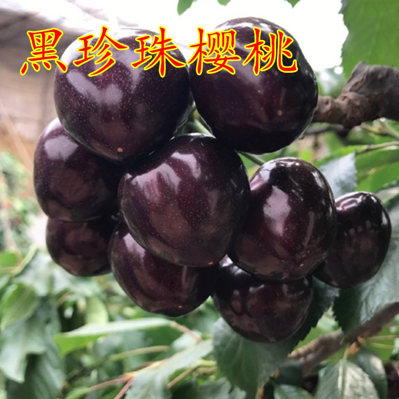 果树苗直销 黑珍珠樱桃苗 嫁接樱桃苗 珍珠黑大樱桃树苗当年结果