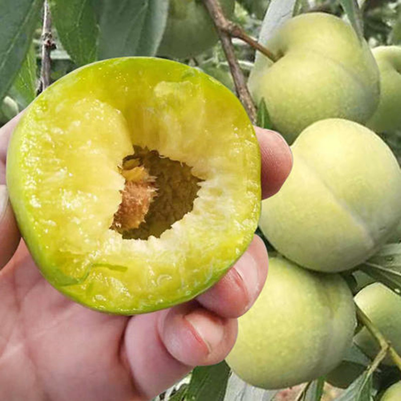 蜂糖李子树苗西梅苗嫁接脆甜李三华李脆红李南方北方种植李子苗树