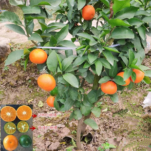 橘子树苗砂糖橘苗金桔子苗橘子苗盆栽地栽柚子橙子果树苗当年结果