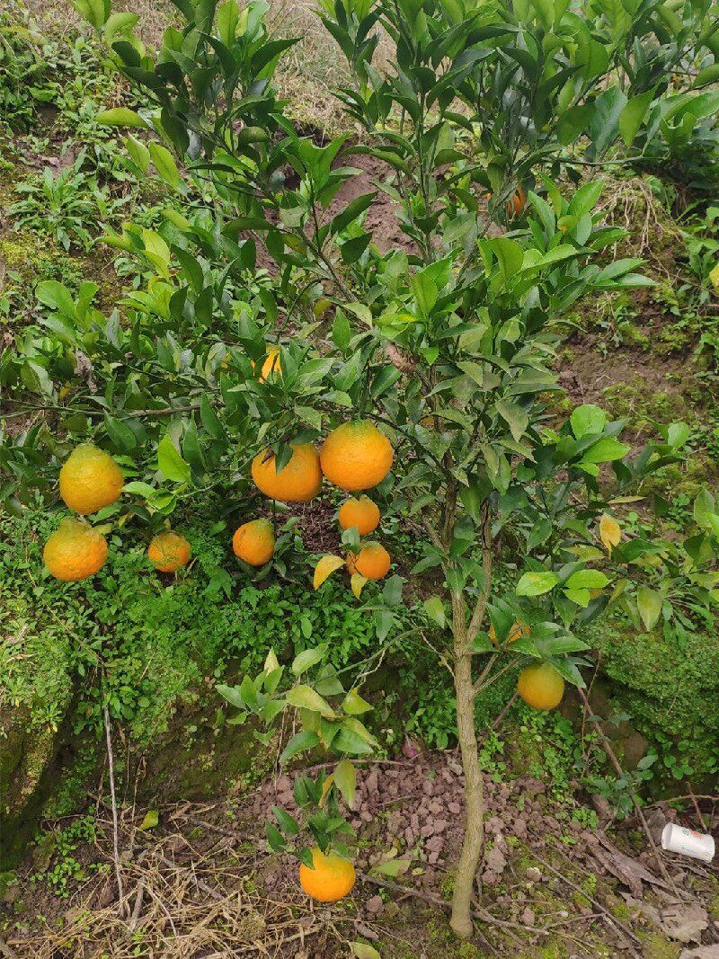 春见苗 耙耙柑树苗 春见树苗 嫁接柑桔幼苗 脐橙嫁接春见柑橘树苗