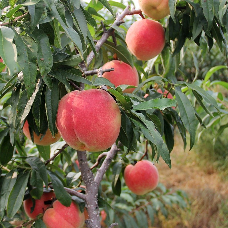 果树苗嫁接桃树苗水蜜桃树苗锦绣黄桃苗当年结果苗映霜红冬桃树苗,鲜花速递/花卉仿真/绿植园艺,果树,淘宝优惠券,粉丝福利购,淘宝优惠卷