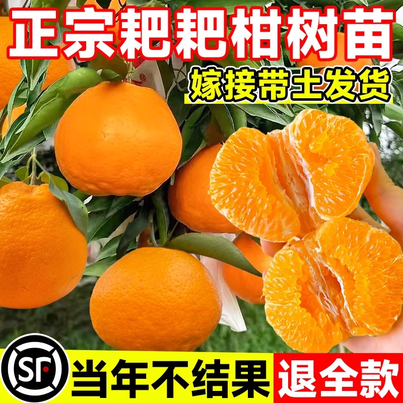 正宗柑树苗耙耙柑树苗春见常绿