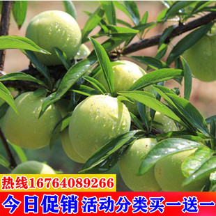 蜂糖李子苗冰糖李嫁接李子树苗空心李脱骨李汶川青脆李果树苗