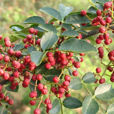 食用花椒树苗四川大红袍花椒青花椒汉源藤椒树苗无刺南方北方种植