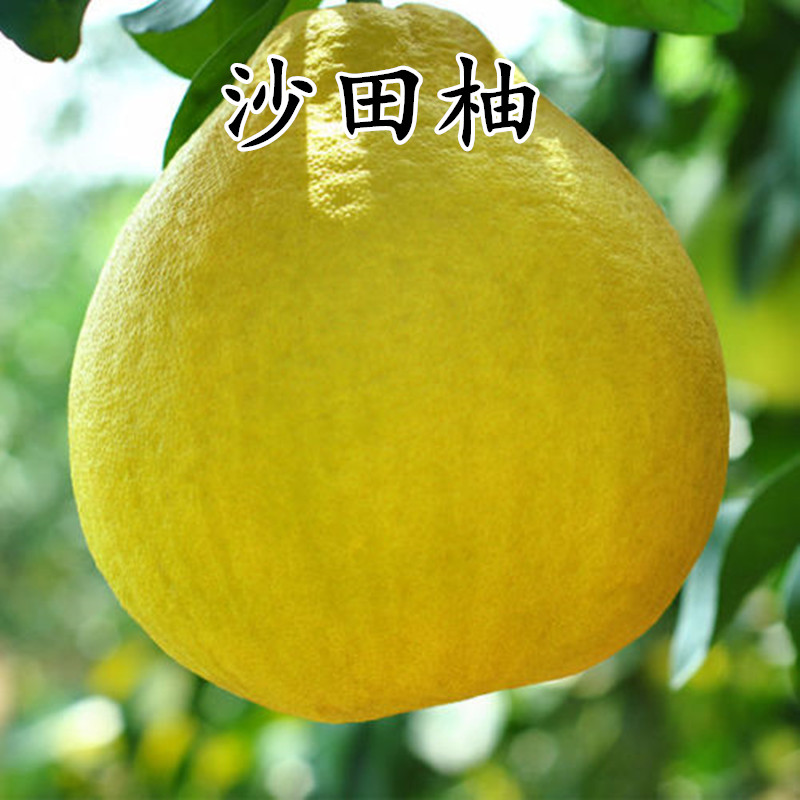 正宗沙田柚苗 嫁接柚子果苗 容县沙田柚子苗 蜜柚子果树苗