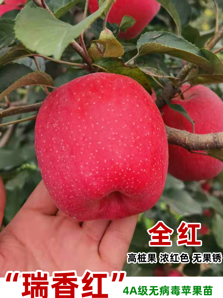 瑞香红苹果树树苗嫁接矮化全红高桩无果锈晚熟北南方种植果树果苗