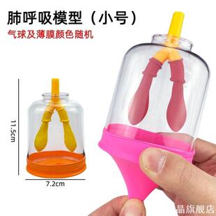 肺呼吸模拟器生物科技膈肌运动生物教学模拟教学教学器材交换原理