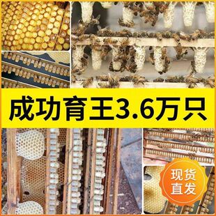 中蜂意蜂育王工具全套新手专用培育蜂王台基养蜜蜂专用移虫针套餐