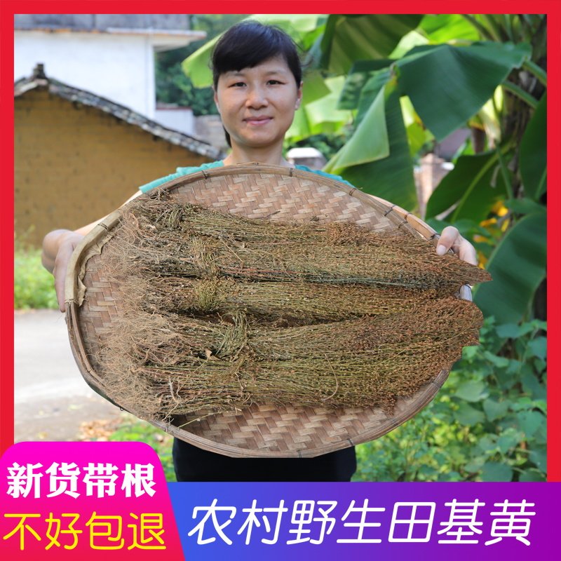 田基黄野生地耳草500g雀舌草七寸金寸金草田边菊寸金草渴水新鲜晒