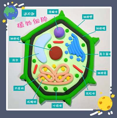 生物真细16653胞模型初高中手工动物植物材包成料品DNA核双螺结构