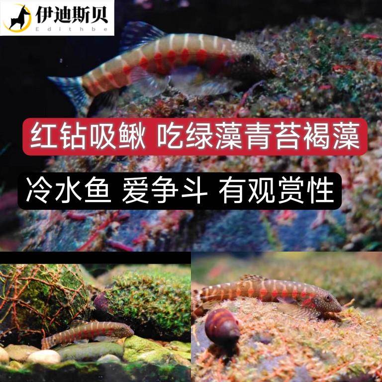 鱼缸除褐藻工具鱼红钻吸鳅壮体近原鳅原生冷水淡水观赏吃绿青苔