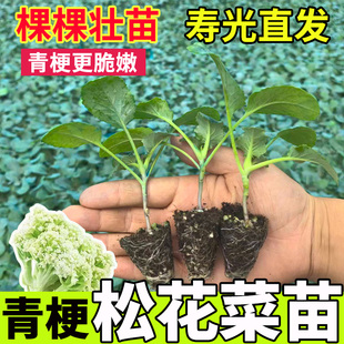 【寿光现发】松花菜苗西兰花苗甘蓝紫甘蓝苗芹菜苗莴苣苗死苗补发