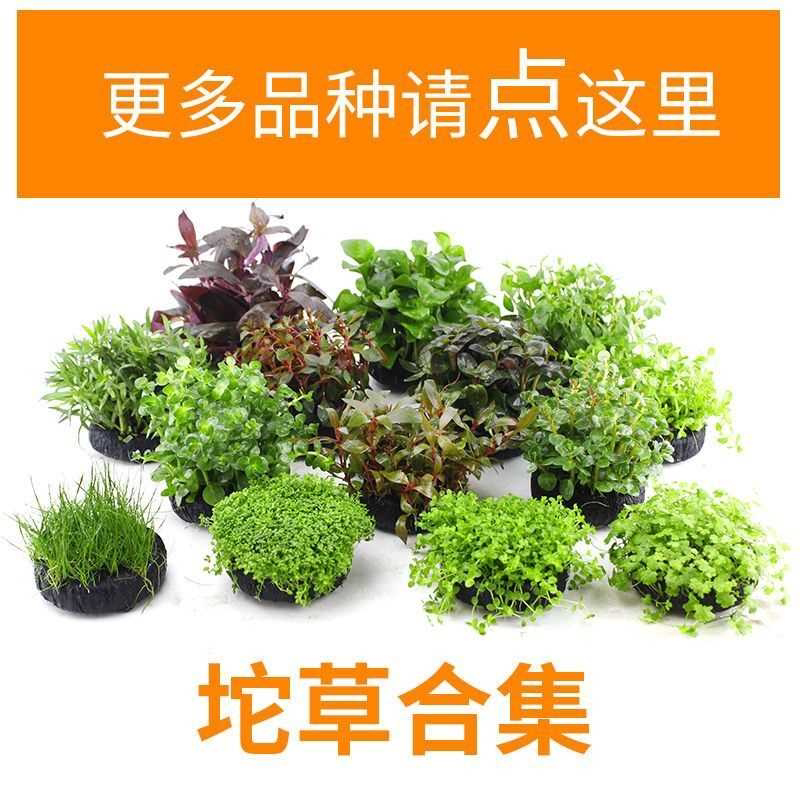 鱼缸水草造景淡水水草养鱼水草植物懒人真水草冷水水草坨草造景