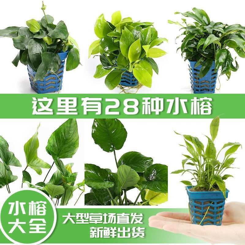 前后景水榕活体真水草鱼缸懒人造景装饰阴性植物迷你榕小巴榕黄金