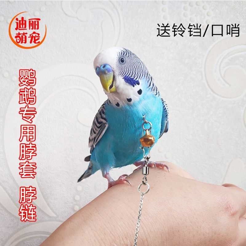 小型鸟用脖绳 脖套 鹦鹉脚环链 画眉黄鹂蜡嘴伯劳八哥绳锁 脖链