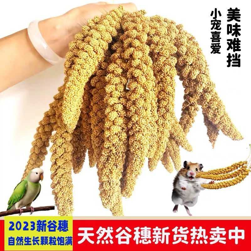 黄谷子虎皮鹦鹉饲料鸟食谷子玄凤牡丹粮食文鸟带壳小米黄雀鸟粮