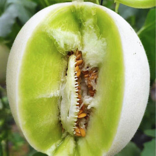 超甜糯上海南汇玉菇甜瓜2颗新鲜水果当季冰淇淋蜜瓜香瓜青皮绿肉