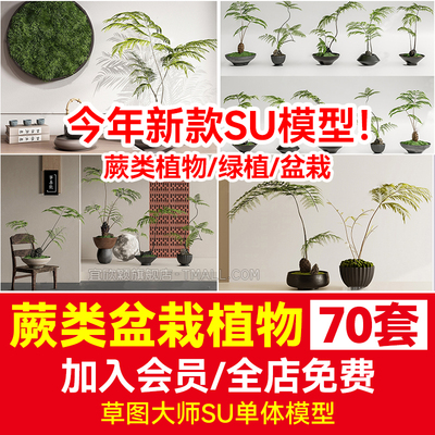 蕨类盆栽植物SU模型库