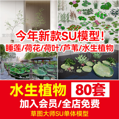 睡莲荷花荷草本水生植物su模型