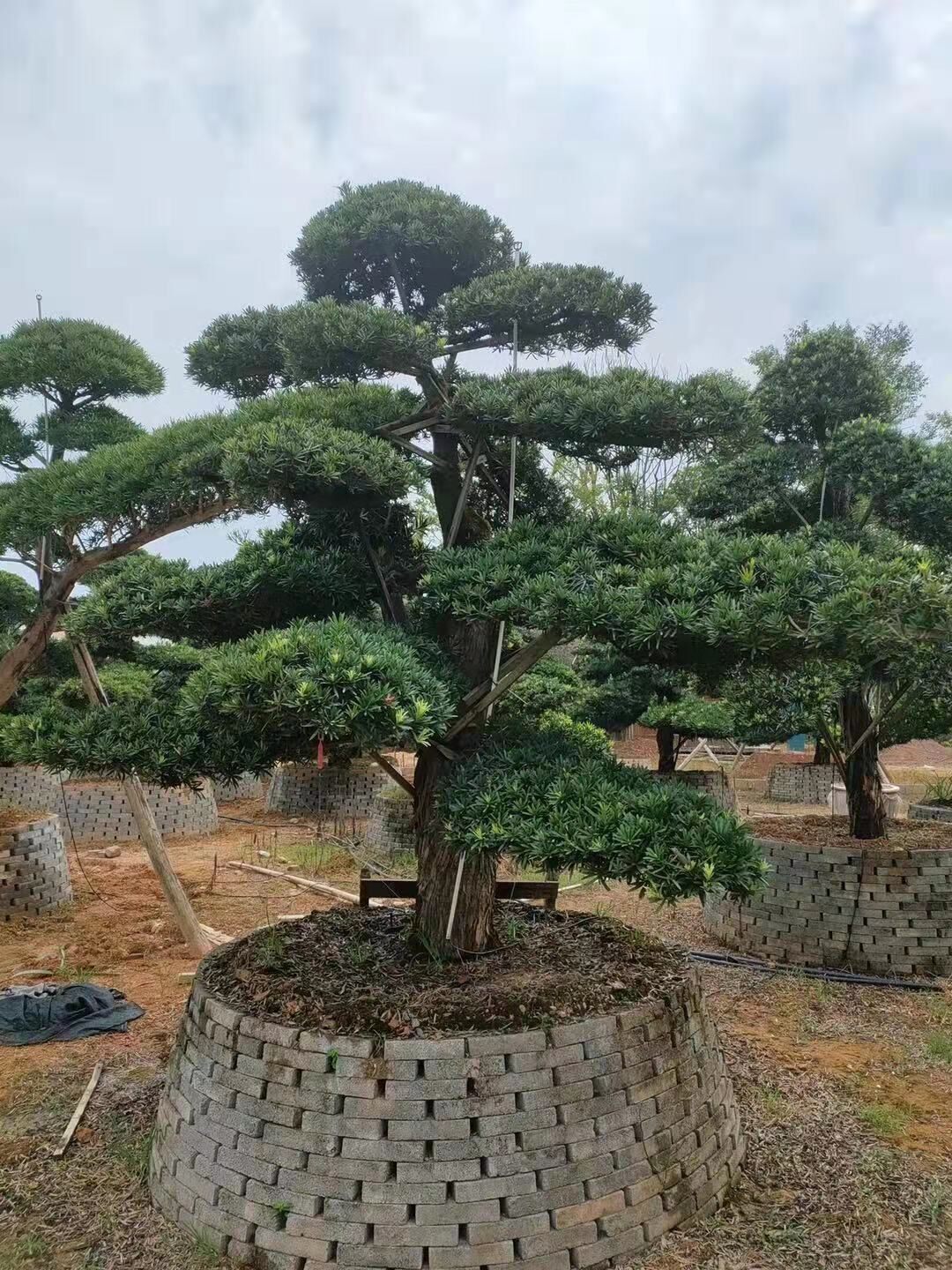 罗汉松树苗庭院别墅大树老桩绿植可造型室内阳台盆景正宗名贵苗木