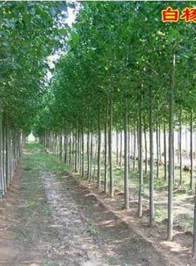 白杨树苗 白杨树 杨树苗 107速生杨树苗 河提植树造林 3804白杨苗